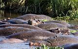 TANZANIA - Ngorongoro Crater - 78